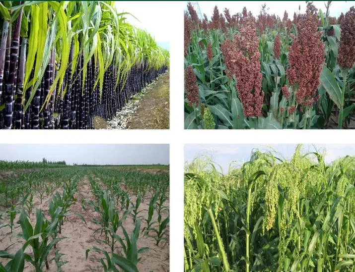 Sc annuale di Weedicide Mesotrione 15% dell'erbaccia di controllo del diserbante del giacimento della canna da zucchero del cereale